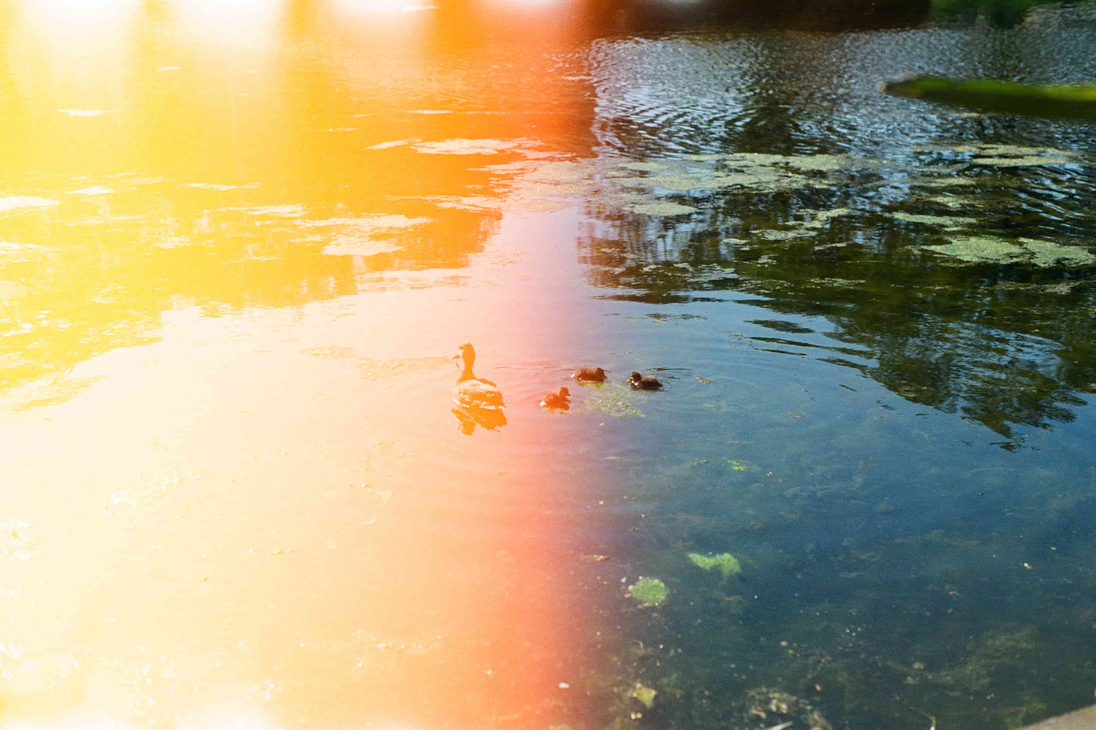a pond with four small ducks